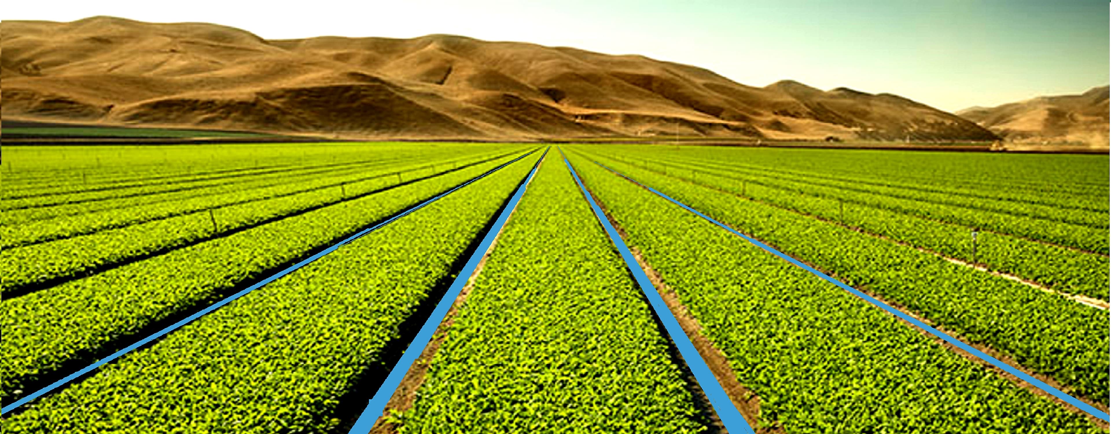 Celery field in the salinas valley california — Irrigation application