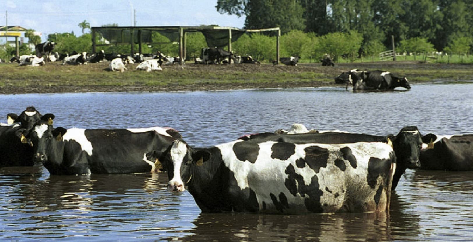 800px hurricane irene cows stretched — Ranch application