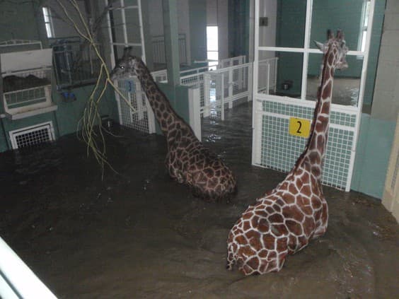 Giraffes carrie and nabo1 — Warthog pump job — Calgary, AB