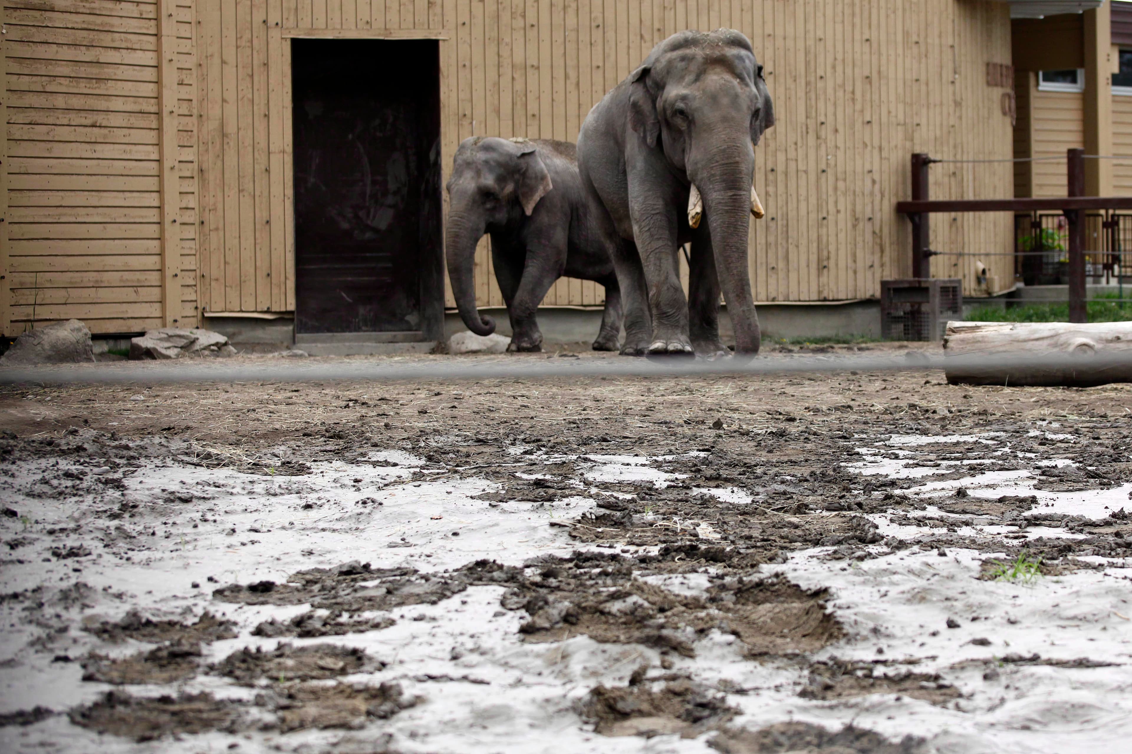 Zoo — Warthog pump job — Calgary, AB